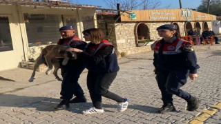 Yaralı köpek, jandarma tarafından kurtarıldı