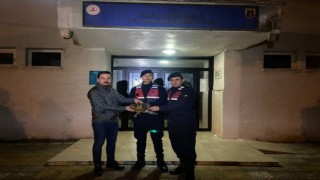 Yaralı şahine jandarma şefkati