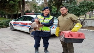 Yaralı şahine jandarmadan yardım eli