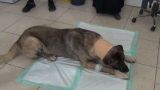 Yılan sokması sonucu kafasında tümör oluşan köpek yaşam mücadelesi veriyor