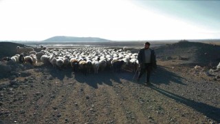 Zemheri ayında kar yağmayınca küçükbaş hayvanlar yeniden meralara çıkarıldı