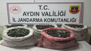 Zeytin hırsıları kamera kayıtları incelenerek yakalandı