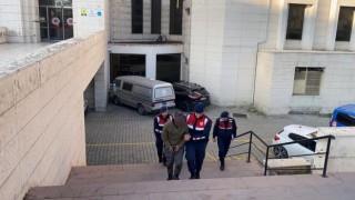 Zeytin hırsızları jandarmanın çalışması ile yakalandı