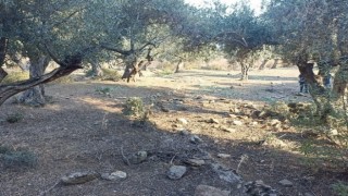 Zeytin hırsızları yakalandı