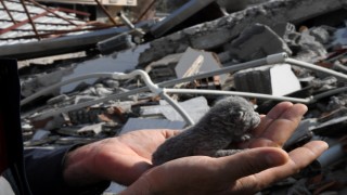 Enkazda doğan mucize: 5 günlük yavru kedi kurtarıldı