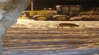 Aç kalan kurt ilçe merkezine indi