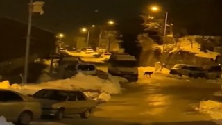 Aç kalan kurt ilçe merkezine indi