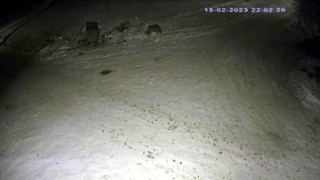 Aç kurt ilçe merkezine indi, yiyecek aradı