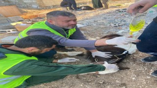 Adıyamanda enkaz altında kalan 2 buzağı, 13üncü günde sağ olarak çıkarıldı