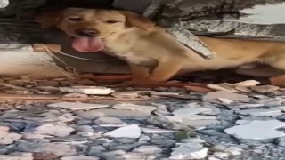 Arama kurtarma köpekleri de Mehmetçikler ile birlikte deprem bölgelerinde aralıksız görev yapıyor