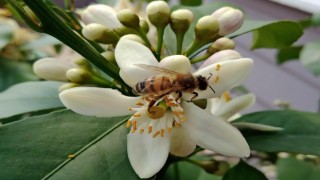 Arıcılar ilaçlama soruna çözüm olarak akşamı işaret etti