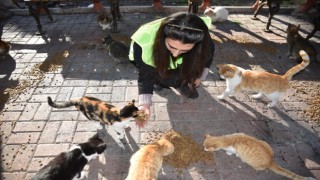 Asrın felaketinde sokak hayvanları unutulmadı