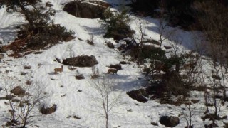 Avcılık durduruldu, dağ keçileri rahatça gezmeye başladı