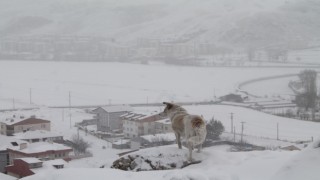 Bayburtta kar yağışı ve dondurucu soğuklar etkili oluyor