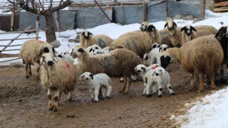 Bayburtta koyunların kuzulamaya başlamasıyla ağıllarda tatlı bir telaş yaşanıyor