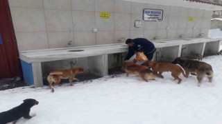 Biga Belediyesinden karlı havada sokak hayvanlarına mama