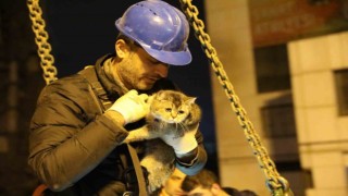 Bina enkazının yıkımı durduruldu, Zena isimli kedi kurtarıldı