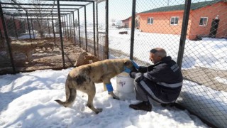 Bingölde hasta ve yaralı köpek, tedavi altına alındı