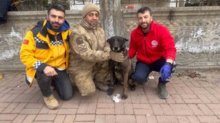 Bitlis UMKE ekibi yaralanan köpeklere de müdahale ediyor