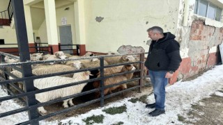 Bu ilçede ahırından koyununu alan depremzedelere bağışladı