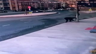 Büyükçekmecede hırsızlar, aydınlatma direklerine dadandı: O anlar kamerada