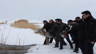 Çaldıranda yaban hayvanları için sulak alanlara yem bırakıldı