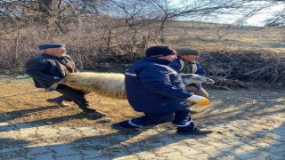 Deprem bölgesi için hayvan bağışladılar