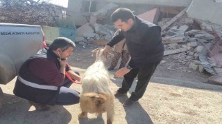 Deprem bölgesinde hayvanlar muayeneden geçiriliyor