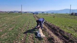 Deprem bölgesinde sokak hayvanları da unutulmadı
