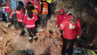 Deprem bölgesindeki köpek Kızılay ekiplerinin maskotu oldu