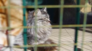 Depremde enkaz altından kurtarılan hayvanlar, barınağa yerleştirildi