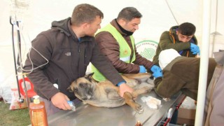 Depremde yaralanan hayvanlar için tedavi merkezi kuruldu