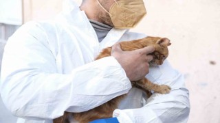 Depremden 248 saat sonra enkazdan sağ çıkarılan kediye ‘AFAD ismi verildi