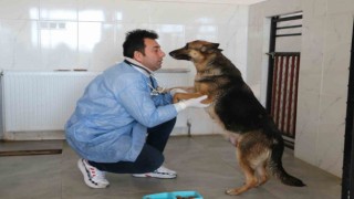 Depremin mağduru hayvanlar önce tedavi edildi, sonra sahiplendirildi