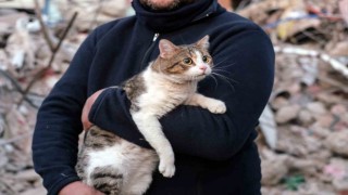 Depreminin 110uncu saatinde bir kedi enkazdan canlı çıkartıldı