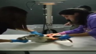 Didimde depremden kurtulan hayvanlar için dayanışma örneği sergilendi
