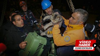 Diyarbakır'da yıkımı süren sitede "Zena" isimli kedi kurtarıldı