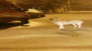 Elazığda aç kalan kurt ve tilki şehir merkezine indi