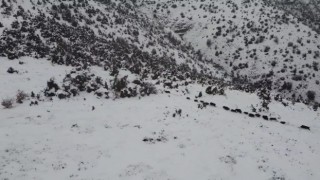 Elazığda kar üzerindeki domuz sürüsü dron ile görüntülendi