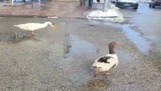 Elazığda sürüden ayrılan 2 kaz yolunu şaşırıp trafiğe çıktı