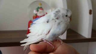 Enkaz altında çıkarılan kuş Vanda tedavi edildi