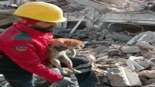 Enkaz altındaki kedi 10 gün sonra kurtarıldı