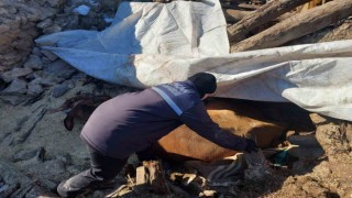 Enkazda ayakları sıkışan büyükbaş hayvan kurtarıldı