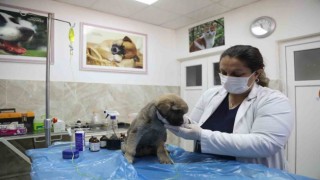 Enkazda sahiplerini kaybeden ‘Afet isimli köpeğe büyükşehir sahip çıktı