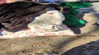 Enkazdan çıkarılan inek, battaniyelere sarıldı