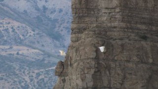 Erzurum'da büyük ak balıkçıl dron ile görüntülendi