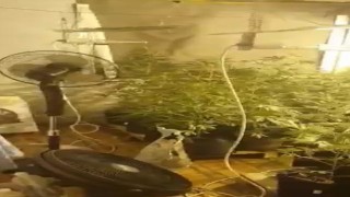 Evin içini seraya çevirip uyuşturucu yetiştirmişler