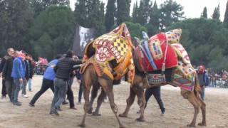 Gömeçte deve güreşi heyecanı yaşandı