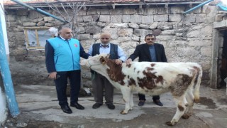 Gözü gibi baktığı danasını depremzedelere bağışladı