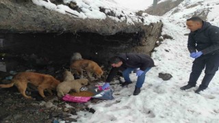 Hakkaride başıboş köpeklere yiyecek bırakıldı